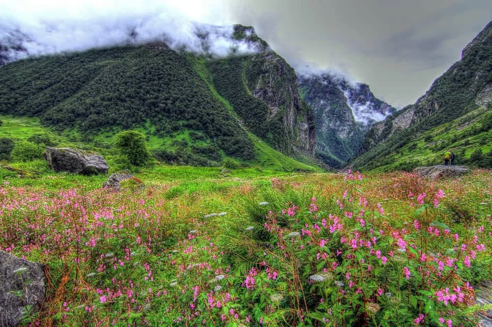 Valley of Flowers National Park