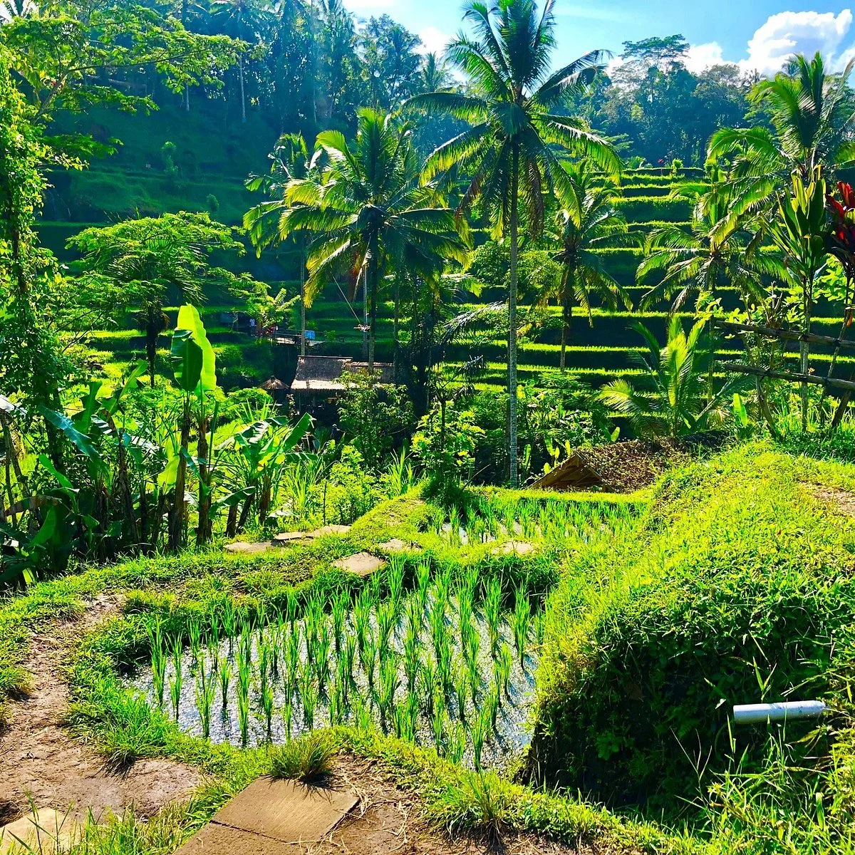  Tegallalang Rice Terraces