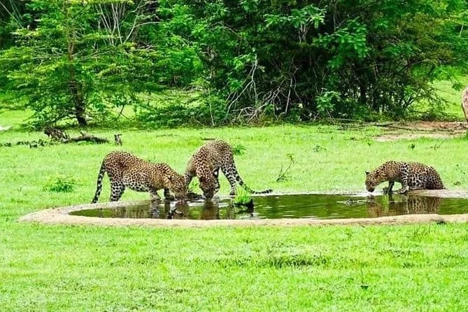 Yala National Park